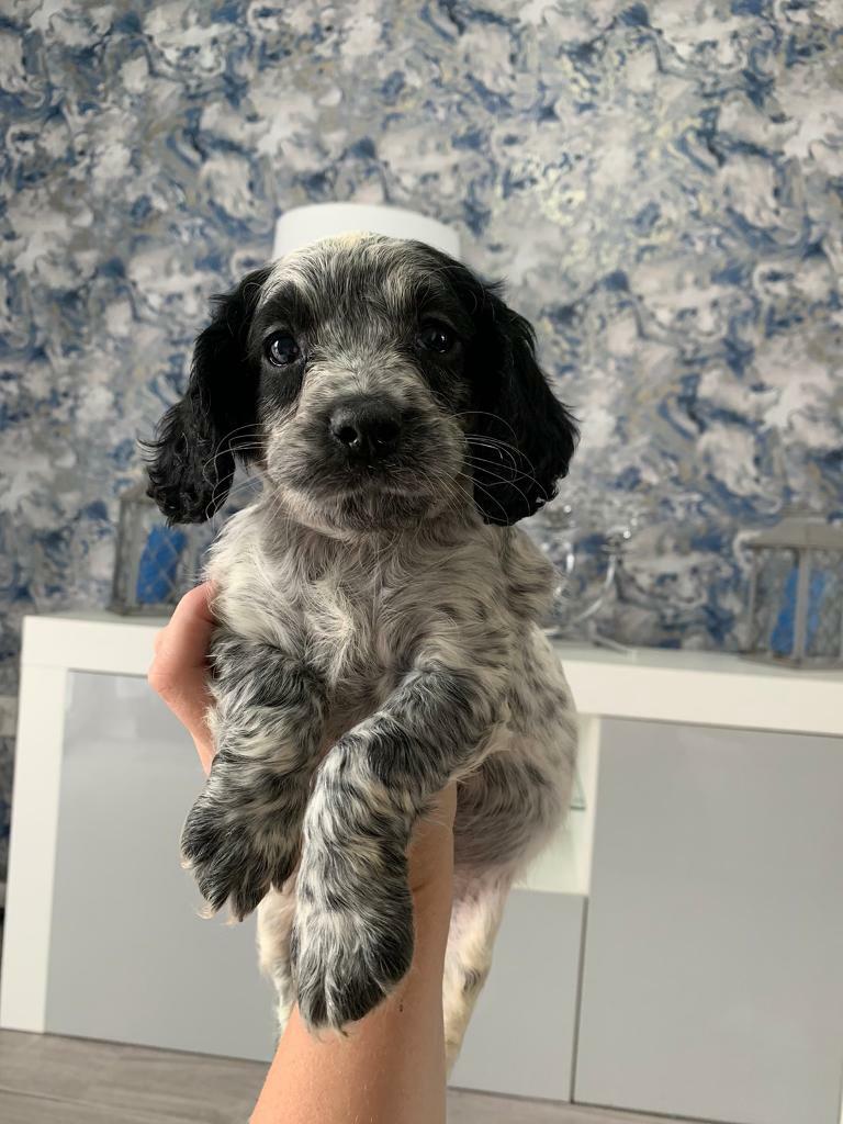blue roan working cocker spaniel puppies for sale
